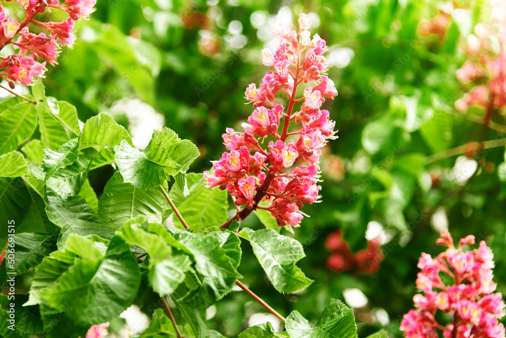 Blooming red horse-chestnut tree in spring sunlight. Selective focus.