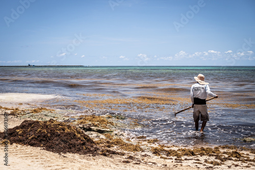 Cleaning sargassum algae on Playa del Carmen, Mexico.