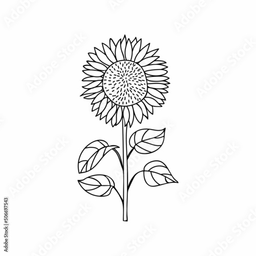 Sunflower doodle illustration in vector. Helianthus doodle illustration. Hand drawn sunflower icon in vector