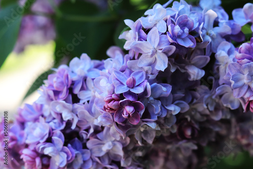 Bright photo of lilac blossom, violet-blue flowers, natural background