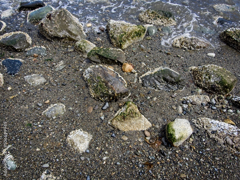 Obraz premium Textures of the beach with rocks, seaweed and driftwood