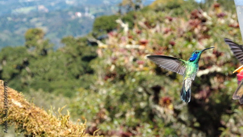 Lesser violetear (Colibri Cyanotus) hummingbird in flight at the high altitude Paraiso Quetzal Lodge outside of San Jose, Costa Rica photo