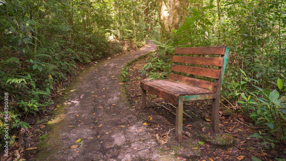 Wooden bench on a path next to a nature trail. Lush vegetation with natural light. Stone path with moss. Costa Rica, Monteverde Wooden bench on a path next to a nature trail. Lush vegetation with natural light. Stone path with moss. Costa Rica, Monteverde