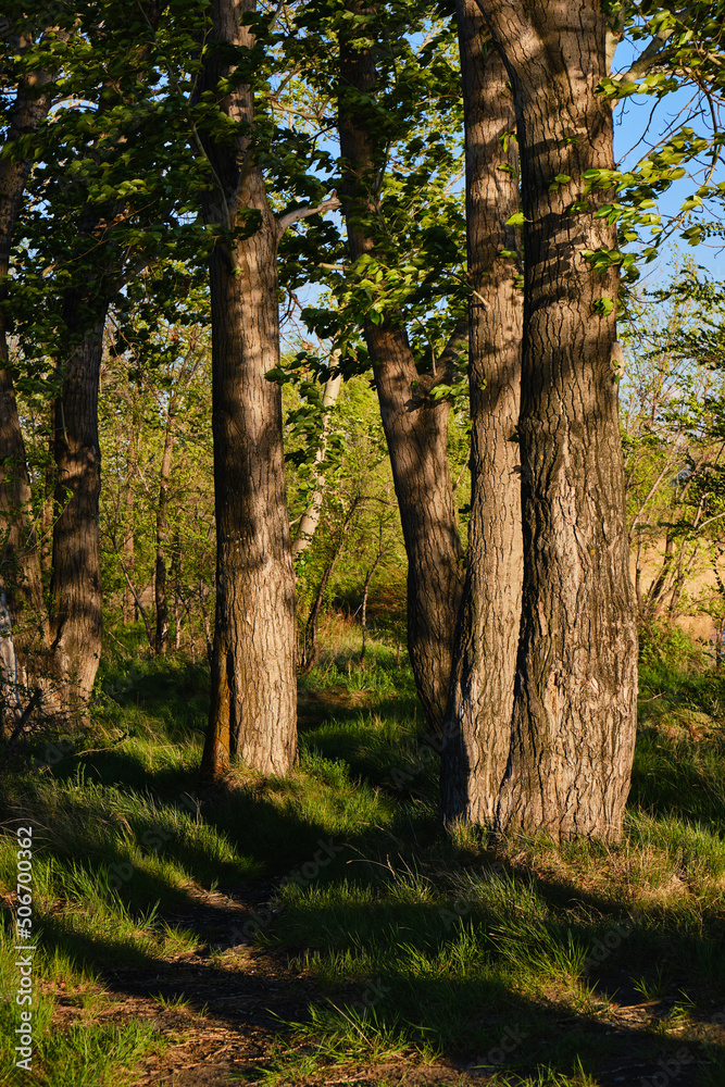 Path among trees and green grass, at sunset. Path among trees and green grass, at sunset.