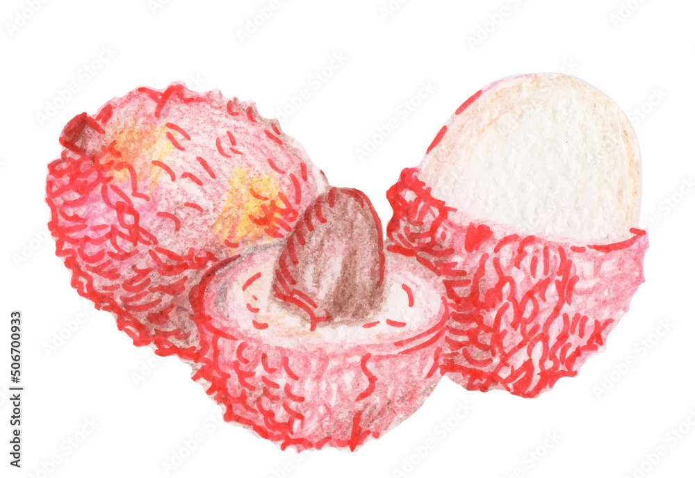 Exotic lychee fruit. Hand drawn berry isolated on white background. Vector illustration. Exotic lychee fruit. Hand drawn berry isolated on white background. Vector illustration.
