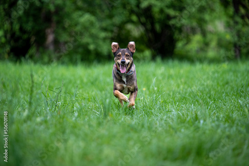 Foto Mixed breed happy dog runing towards in the grass