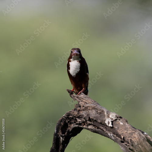 White Throated Kingfisher sitting on a tree branch at Sultanpur Bird Sanctuary, Haryana, India