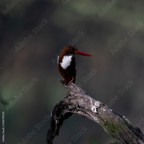 White Throated Kingfisher sitting on a tree branch at Sultanpur Bird Sanctuary, Haryana, India
