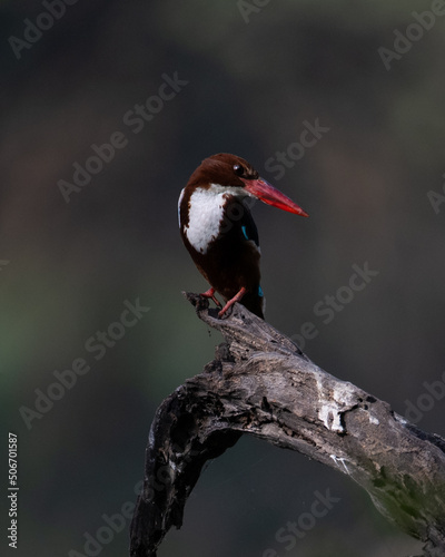 White Throated Kingfisher sitting on a tree branch at Sultanpur Bird Sanctuary, Haryana, India
