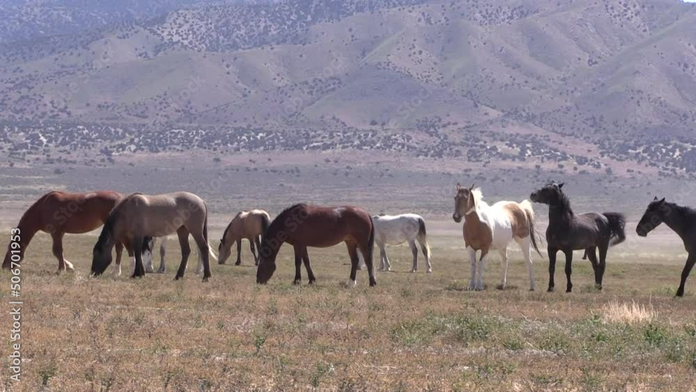 Wild Horses in Springtime in the Utah Desert Wild Horses in Springtime in the Utah Desert