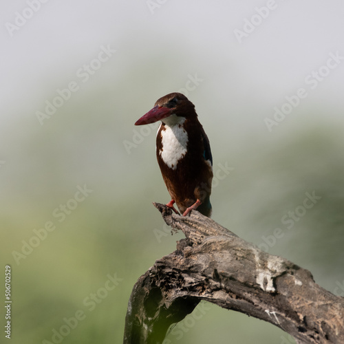 White Throated Kingfisher sitting on a tree branch at Sultanpur Bird Sanctuary, Haryana, India