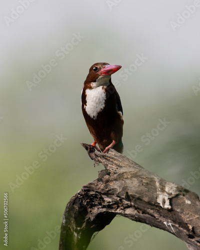White Throated Kingfisher sitting on a tree branch at Sultanpur Bird Sanctuary, Haryana, India