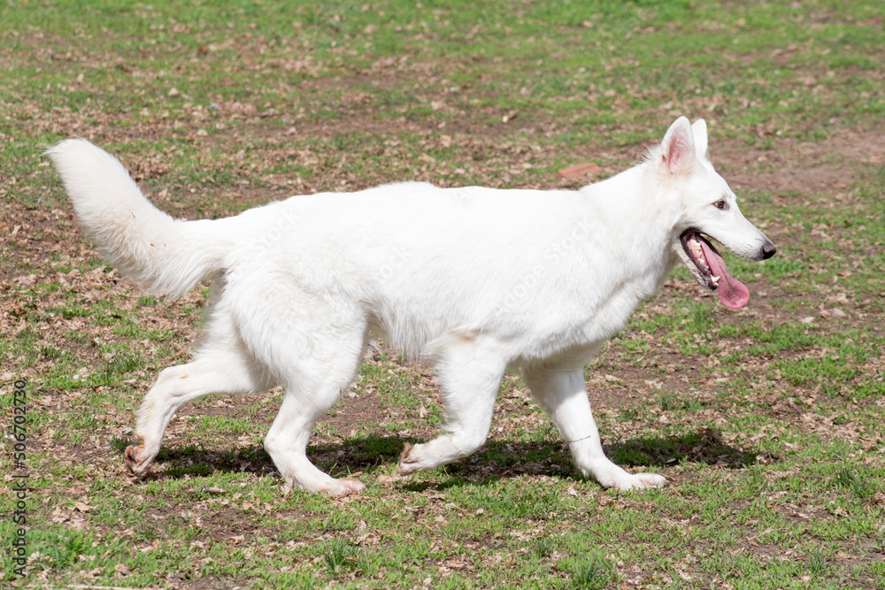 Fototapeta premium Cute white swiss shepherd dog puppy is walking on a green grass in the spring park. Pet animals. Purebred dog.