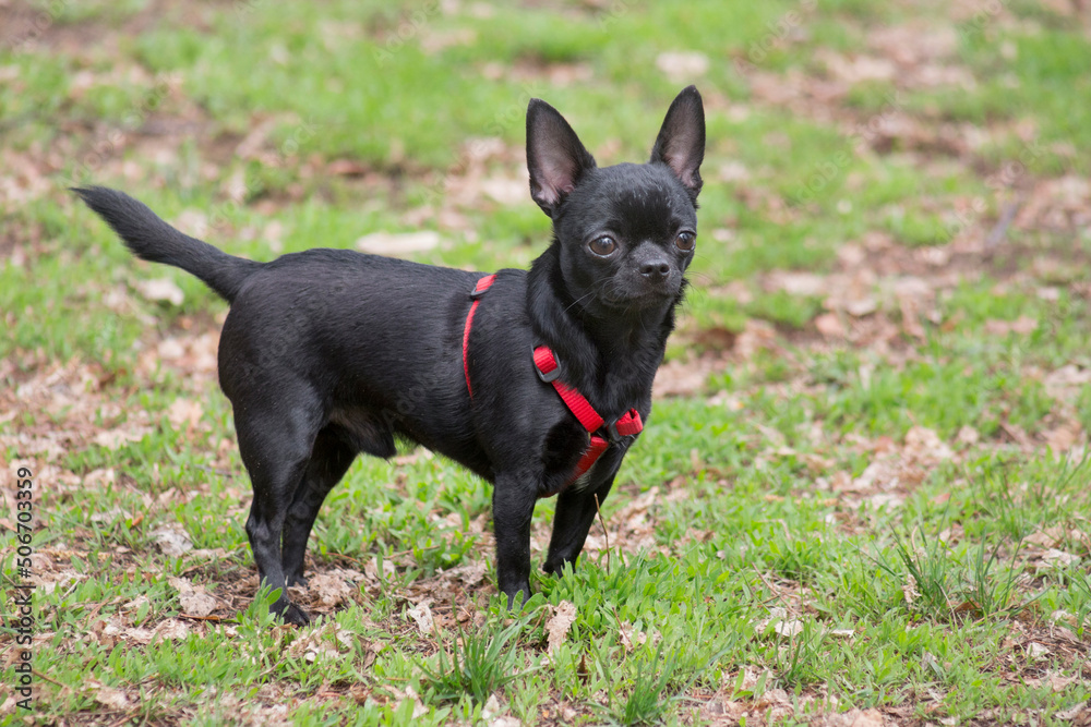 Cute mini chihuahua puppy is standing on a green grass in the spring park and looking at the camera. Teacup puppy. Pet animals. Purebred dog. Cute mini chihuahua puppy is standing on a green grass in the spring park and looking at the camera. Teacup puppy. Pet animals. Purebred dog.