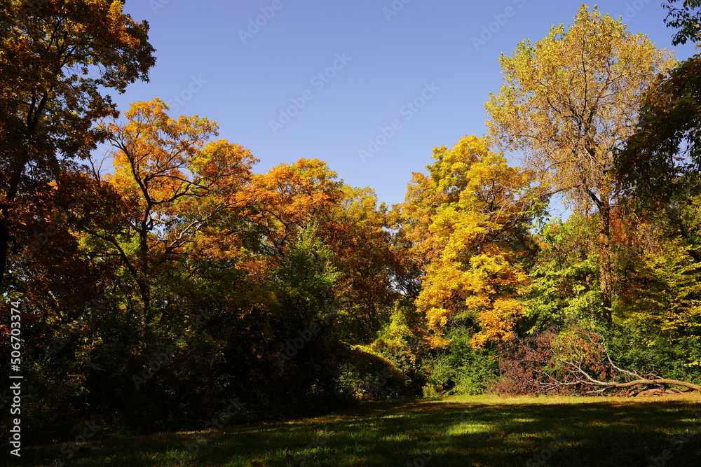 Naklejka premium A lush autumn colored forest