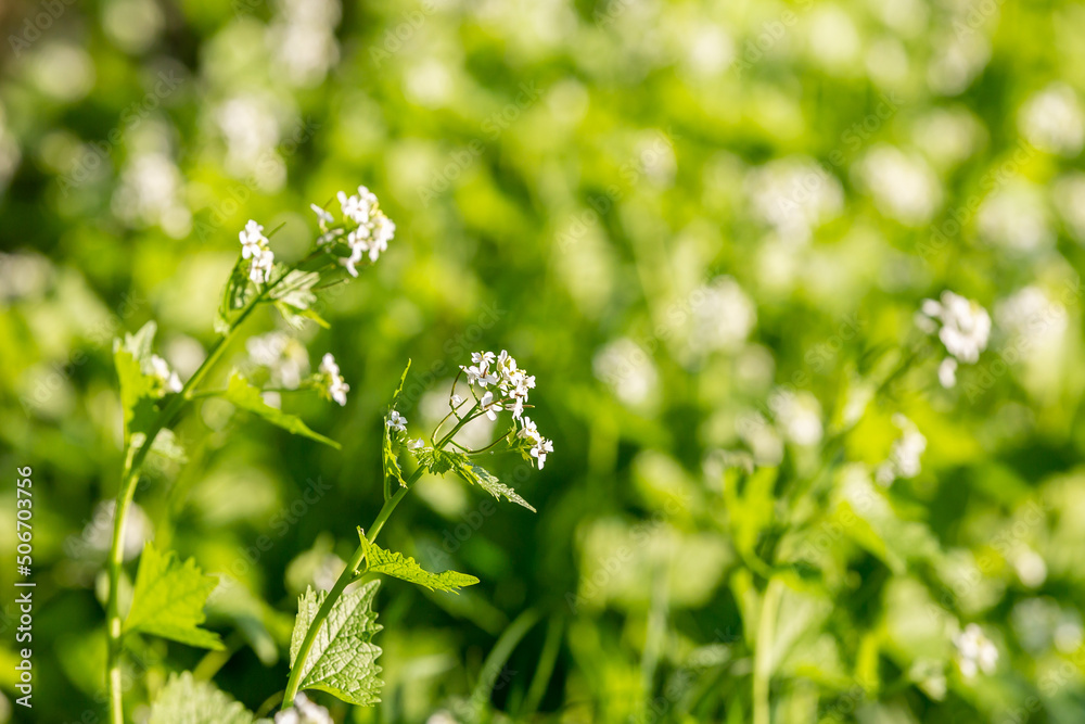 Garlic mustard growing in springtime, with a shallow depth of field