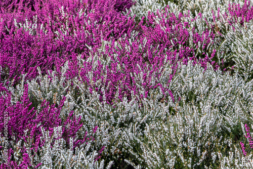 Colourful heather in the sunshine