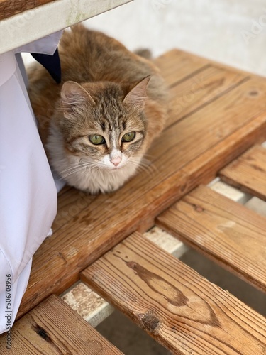 cat on a table