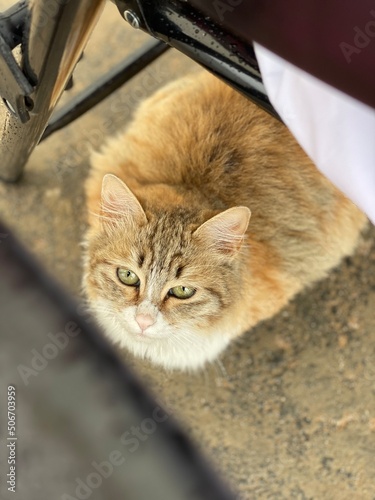cat on the window
