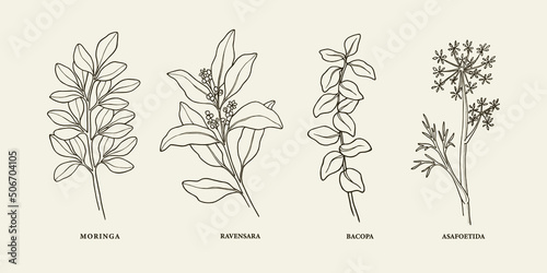 Valokuvatapetti Line art medicinal and essential oil plants