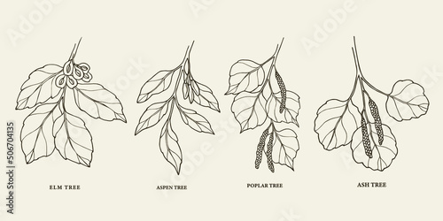 Set of hand drawn tree branches. Elm, ash, poplar, aspen photo