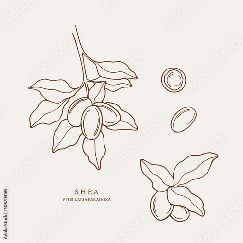 Hand drawn shea collection. Botanical design for organic cosmetics, medicine