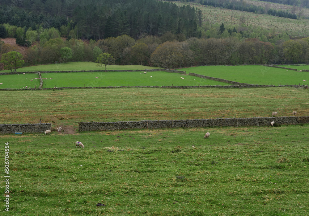 Sheep farm land in rural Yorkshire England countryside Sheep farm land in rural Yorkshire England countryside