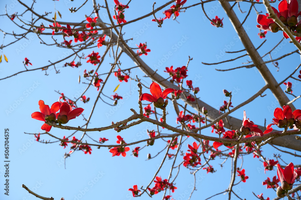 Beautiful red flowers on the tree Bombax Ceiba Blooms the Bombax Ceiba Lat. - Bombax ceiba or Cotton Tree Beautiful red flowers on the tree Bombax Ceiba Blooms the Bombax Ceiba Lat. - Bombax ceiba or Cotton Tree
