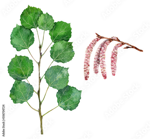 Watercolor common aspen or Eurasian aspen branch and fruits. Populus tremula isolated on white background. Hand drawn painting plant illustration.