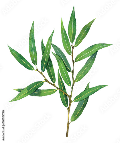 Watercolor crack willow or brittle willow branch. Salix fragilis isolated on white background. Hand drawn painting plant illustration.