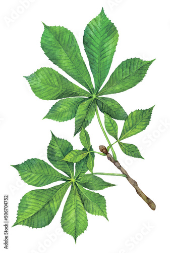 Watercolor horse chestnut or European horsechestnut branch. Aesculus hippocastanum isolated on white background. Hand drawn painting plant illustration. photo