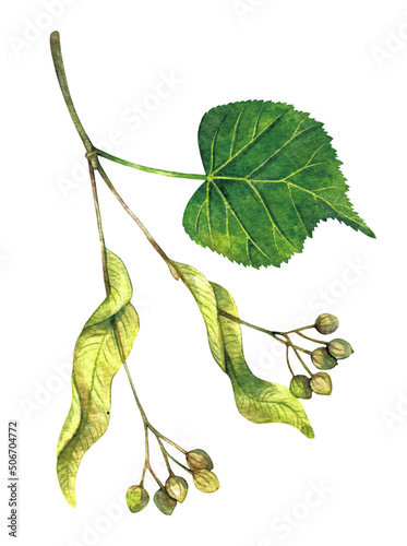 Watercolor small-leaved lime or small-leaved linden fruits. Tilia cordata isolated on white background. Hand drawn painting plant illustration.