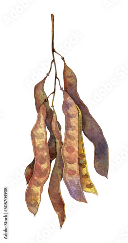 Watercolor black locust or false acacia fruit with seeds. Robinia pseudoacacia isolated on white background. Hand drawn painting plant illustration.