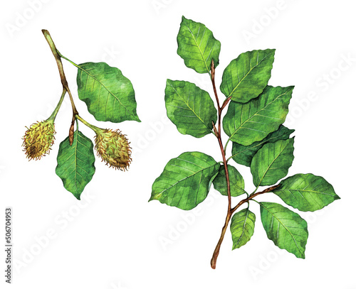 Watercolor European beech or common beech branch and fruits. Fagus sylvatica isolated on white background. Hand drawn painting plant illustration.