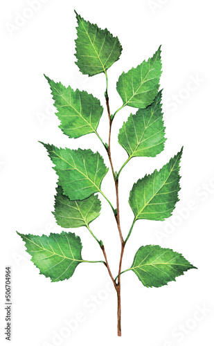 Watercolor silver birch, warty birch or European white birch branch. Betula pendula isolated on white background. Hand drawn painting plant illustration.