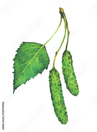 Watercolor silver birch, warty birch or European white birch fruits. Betula pendula isolated on white background. Hand drawn painting plant illustration.