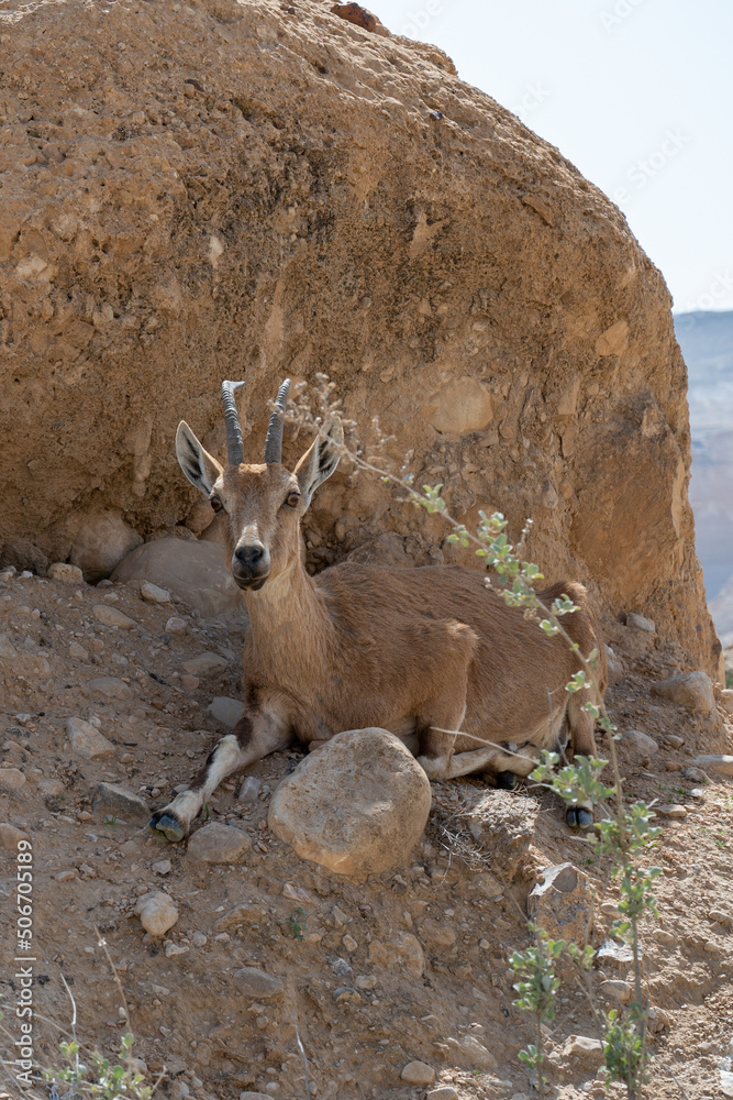 The mountain goat Oreamnos americanus lying on the rock, also known as the Rocky Mountain goat, is a hoofed mammal endemic to mountainous areas