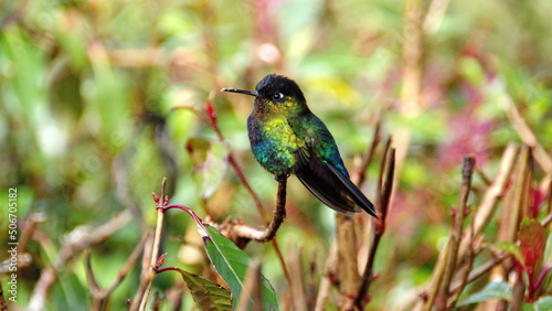 Fiery-throated hummingbird (Panterpe insignis) perched in a tree at the high altitude Paraiso Quetzal Lodge outside of San Jose, Costa Rica