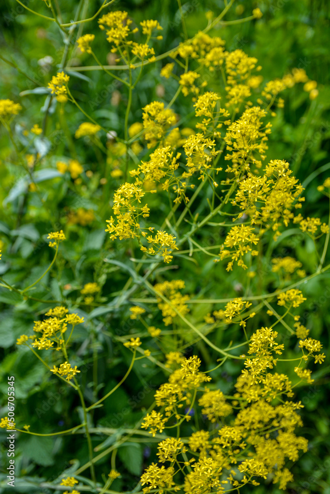 Obraz premium Woad flower on blue dark background