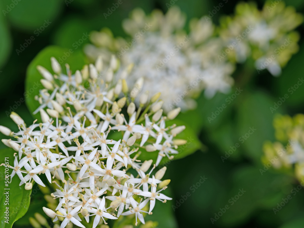 Blühender Roter Hartriegel, Cornus sanguinea Blühender Roter Hartriegel, Cornus sanguinea
