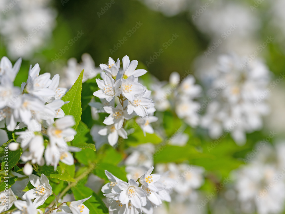 Blühende Deutzie, Deutzia gracilis, im Frühling