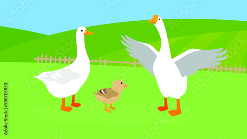 Two geese and a chicken on the lawn