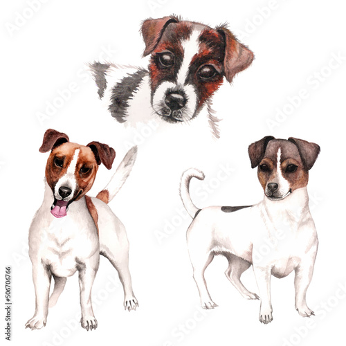 Group of Jack Russell Terrier isolated. Watercolor isolated. © Graf_lab
