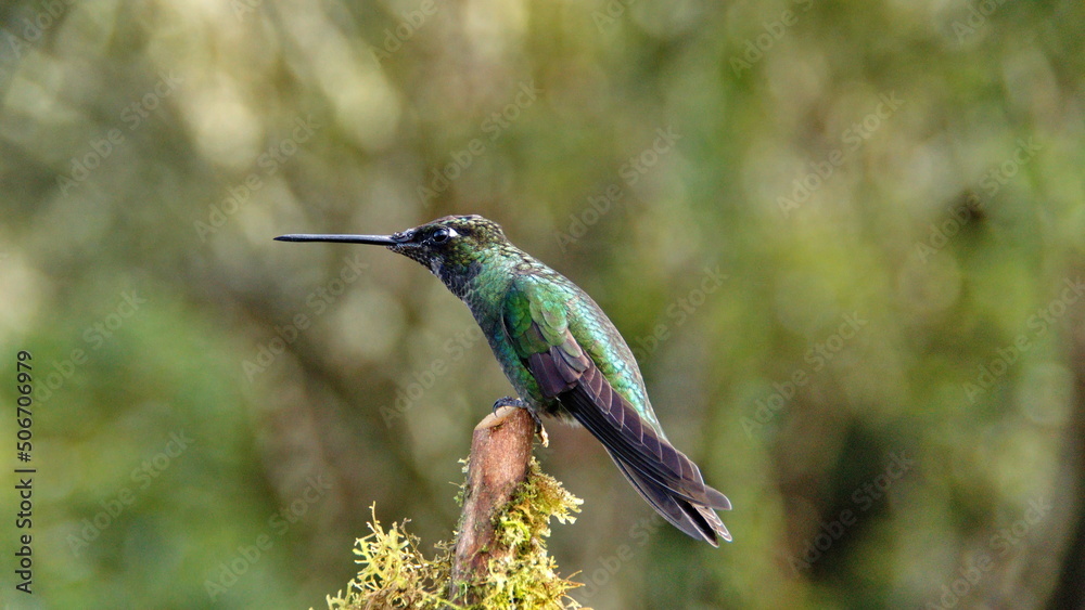 Fototapeta premium Talamanca hummingbird (Eugenes spectabilis) perched in a tree at the high altitude Paraiso Quetzal Lodge outside of San Jose, Costa Rica