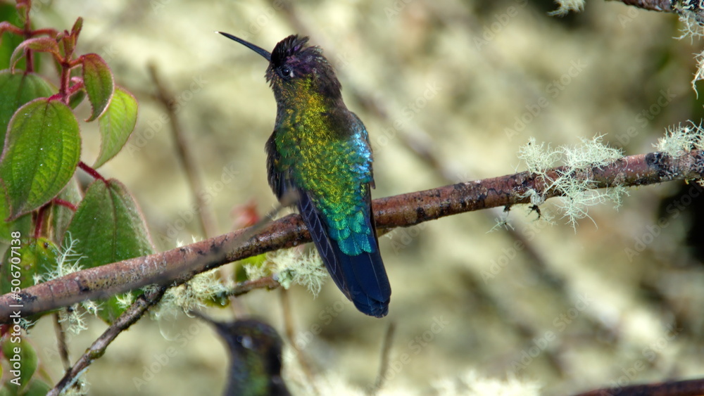 Fiery-throated hummingbird (Panterpe insignis) perched in a tree at the high altitude Paraiso Quetzal Lodge outside of San Jose, Costa Rica