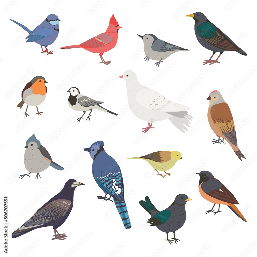 Fototapeta premium Garden birds vector illustrations set