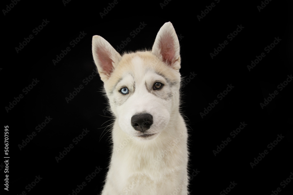 Portrait husky puppy dog with sad expression. Isolated on black background