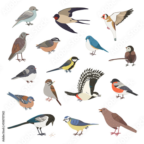 Garden birds vector illustrations set