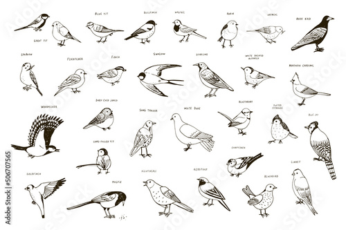 Garden birds vector illustrations set