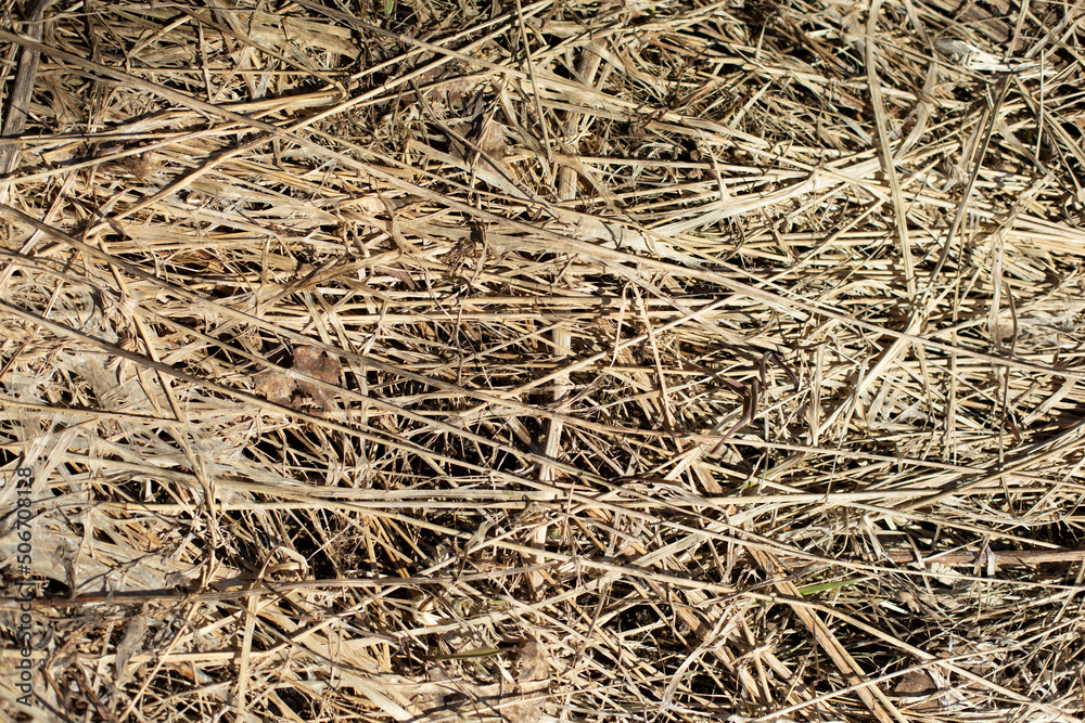 Dry grass. Texture of dry plants. Details of nature.